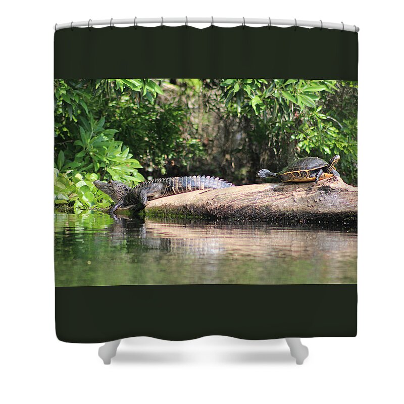 Gator Shower Curtain featuring the photograph Gator and Turtle Loving the Sun by DB Hayes