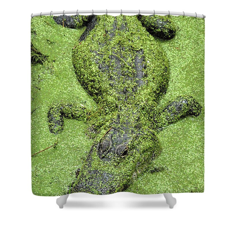 Alligator Shower Curtain featuring the photograph Gator in Duckweed by Jerry Griffin