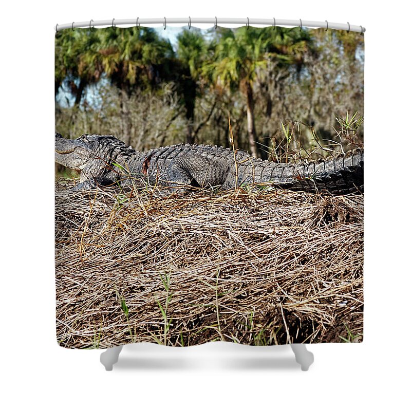 American Alligator Sunning Shower Curtain featuring the photograph Gator Sunning by Sally Weigand