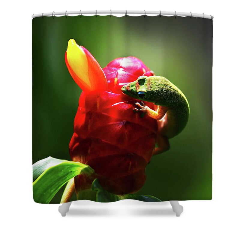 Hawaii Shower Curtain featuring the photograph Gecko #1 by Anthony Jones