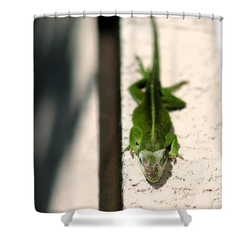 Macro Shower Curtain featuring the photograph Sunbathing Lizard by Angela Rath