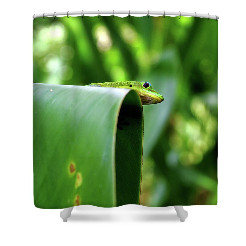 Hawaii Shower Curtain featuring the photograph GeckoOverlook by Anthony Jones