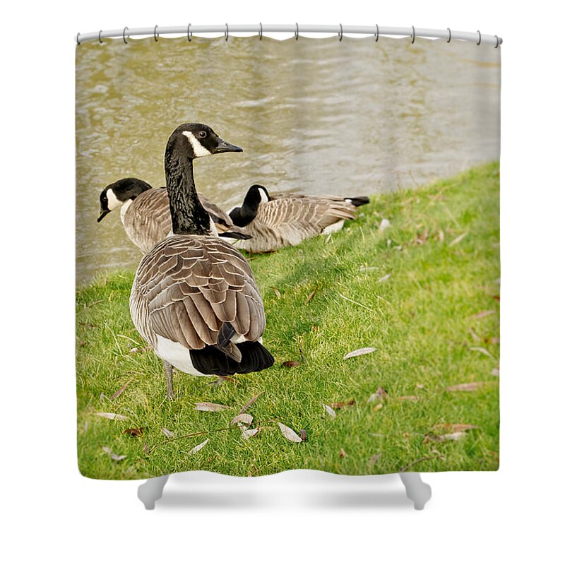 Goose Shower Curtain featuring the photograph Geese in Cambridge winter. by Elena Perelman