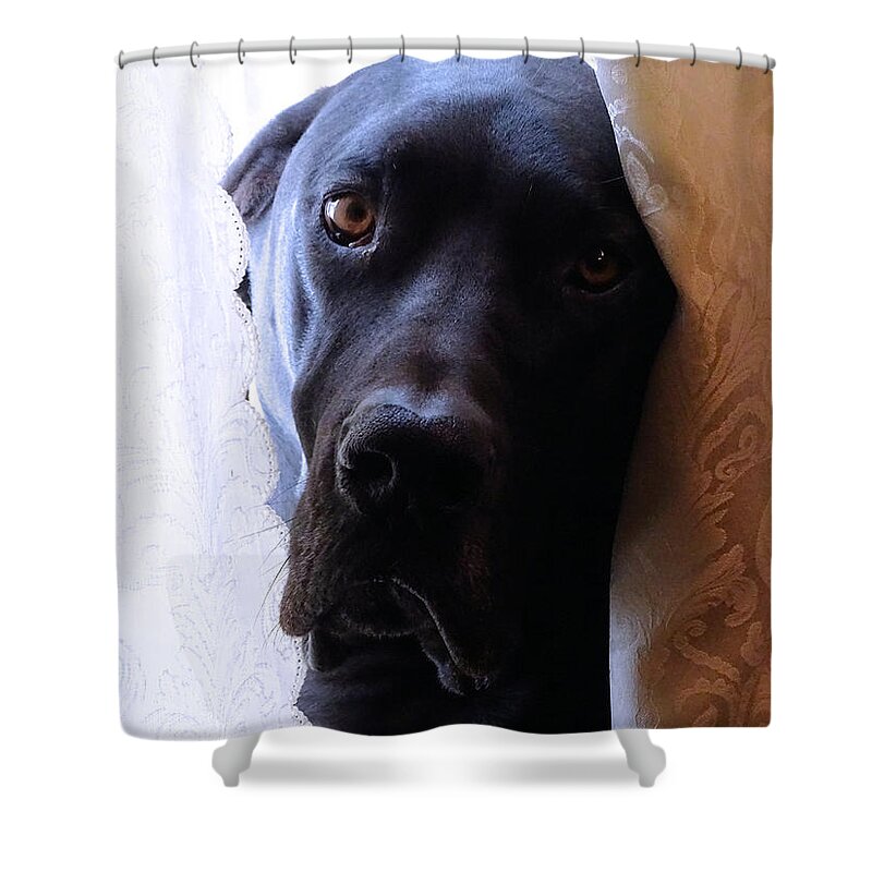 Great Dane Shower Curtain featuring the photograph Gentle Giant by Theresa Campbell