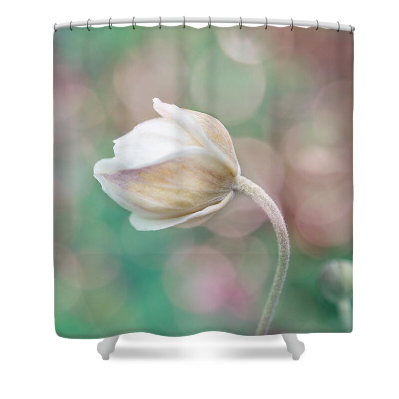 Gentle Shower Curtain featuring the photograph Gentle White Flower 2 by Lilia S