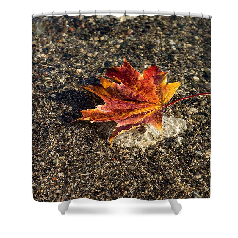 Georgia Mizuleva Shower Curtain featuring the photograph Gently Floating Autumn - Multicolored Maple Leaf in the Lake by Georgia Mizuleva