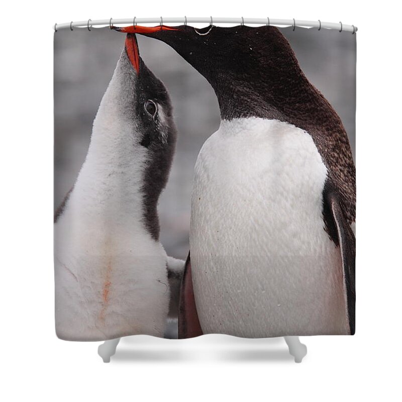 Gentoo Shower Curtain featuring the photograph Gentoo Penguin Parenting by Bruce J Robinson