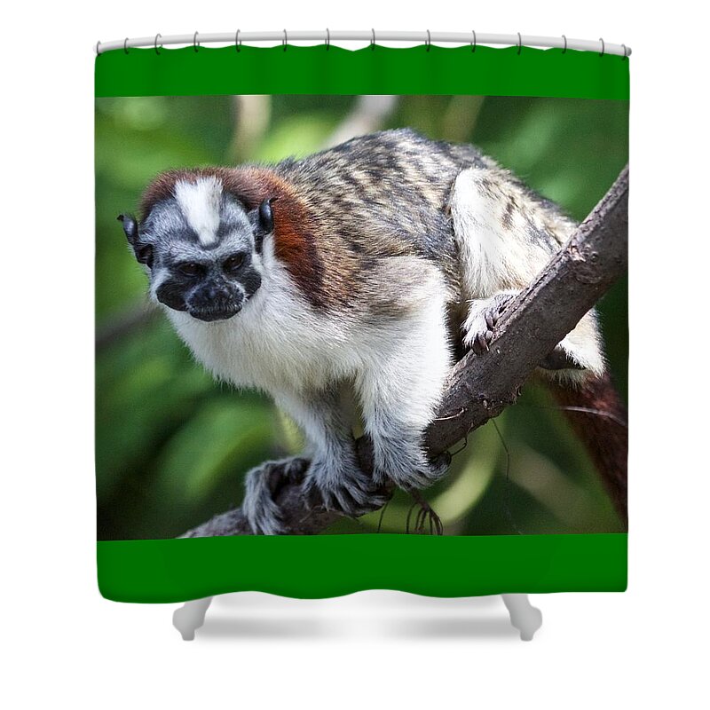 Monkey Shower Curtain featuring the photograph Geoffroy's Tamarin Saguinus Geoffroyi by Venetia Featherstone-Witty