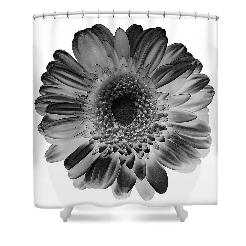 Flowers Shower Curtain featuring the photograph Gerbera II Black and White by Lily Malor