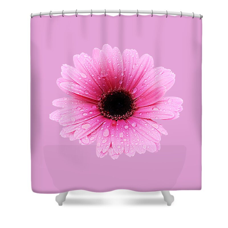 Flower Shower Curtain featuring the photograph Gerbera Pink - Daisy by MTBobbins Photography