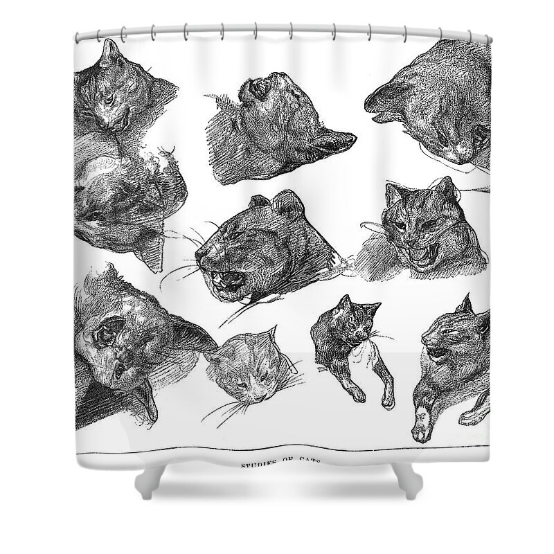 19th Century Shower Curtain featuring the photograph Gericault: Cats by Granger
