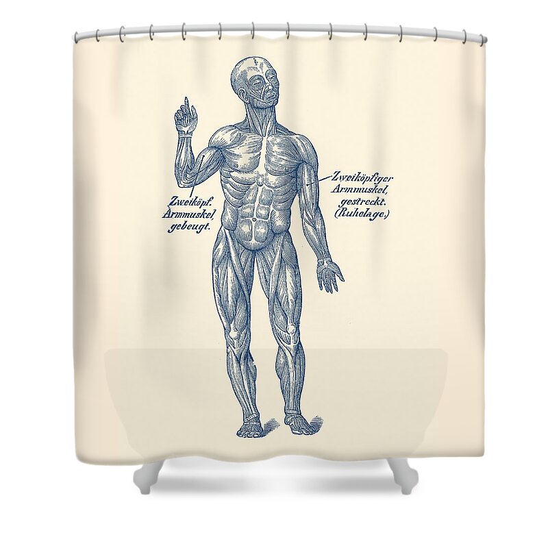 Human Body Shower Curtain featuring the drawing German Diagram Arm Muscular System - Vintage Anatomy by Vintage Anatomy Prints
