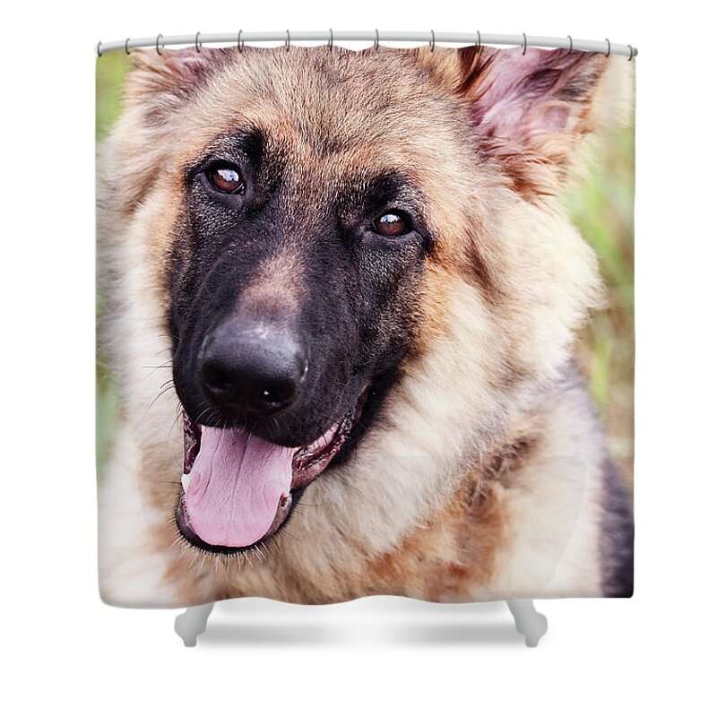 German Shepherd Shower Curtain featuring the photograph German Shepherd Dog by Stephanie Frey