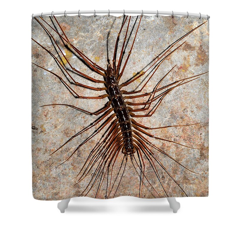 Wildlife Shower Curtain featuring the photograph Giant Cave Centipede by Fletcher & Baylis