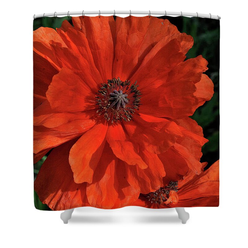 Flowers.poppy Shower Curtain featuring the photograph Giant Mountain Poppy by Ron Cline