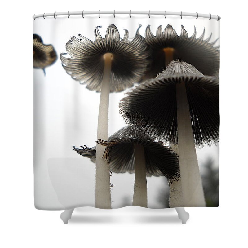 Mushroom Shower Curtain featuring the photograph Giant Mushrooms in June by Kent Lorentzen
