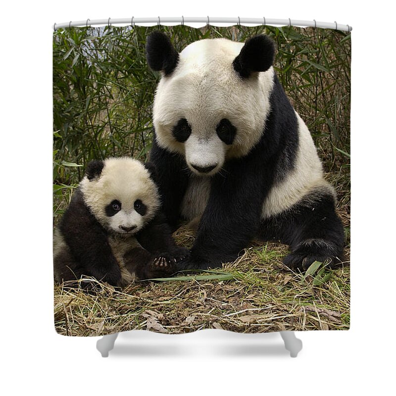 Mp Shower Curtain featuring the photograph Giant Panda Ailuropoda Melanoleuca by Katherine Feng