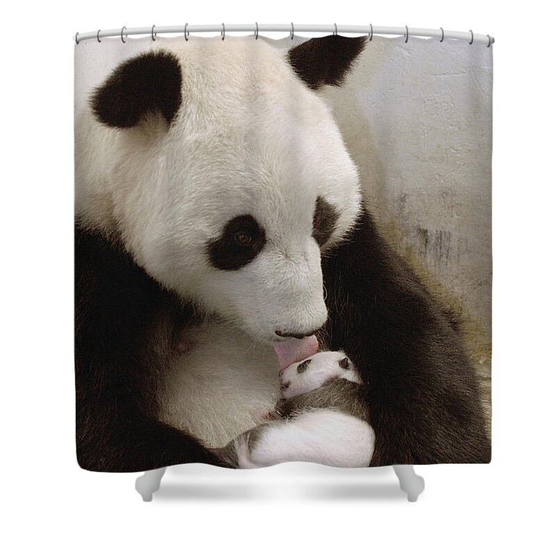 Mp Shower Curtain featuring the photograph Giant Panda Ailuropoda Melanoleuca Xi by Katherine Feng