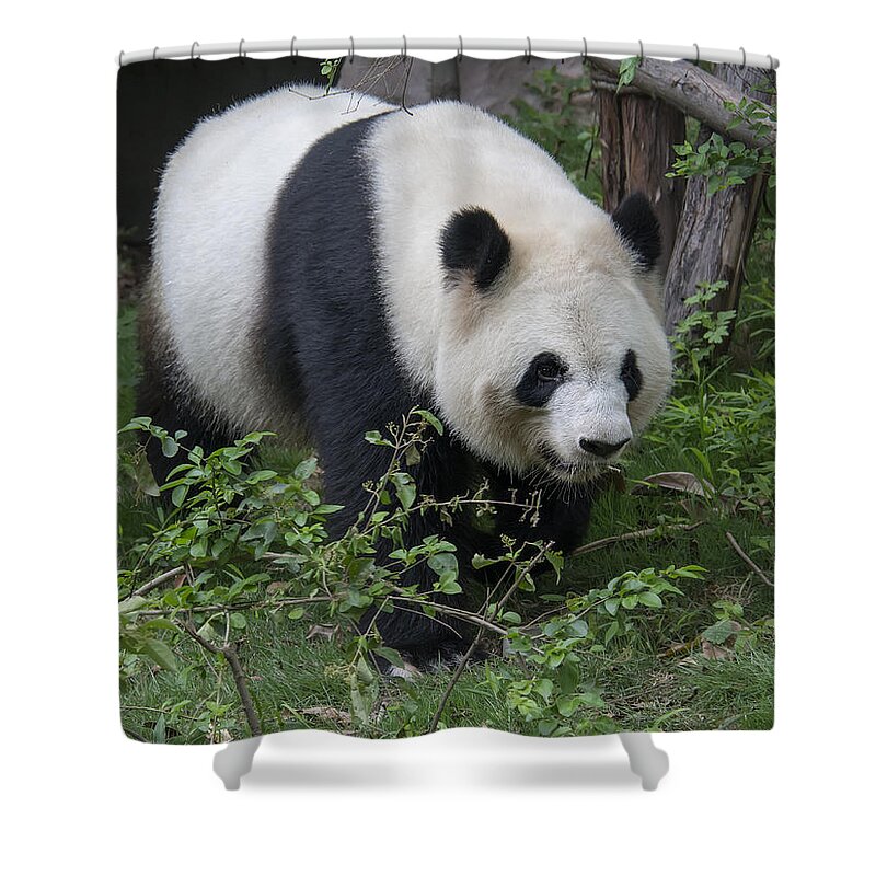 Panda Shower Curtain featuring the photograph Giant Panda by Wade Aiken