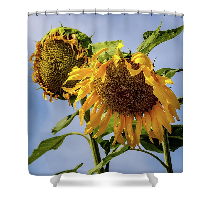 Giant Sunflower Shower Curtain featuring the photograph Giant Sunflower by Debra Martz