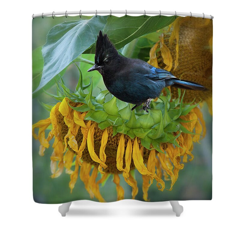 Bird Shower Curtain featuring the photograph Giant Sunflower With Jay by Theresa Tahara