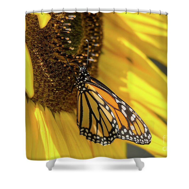 Cheryl Baxter Photography Shower Curtain featuring the photograph Giant Sunflower with Monarch by Cheryl Baxter