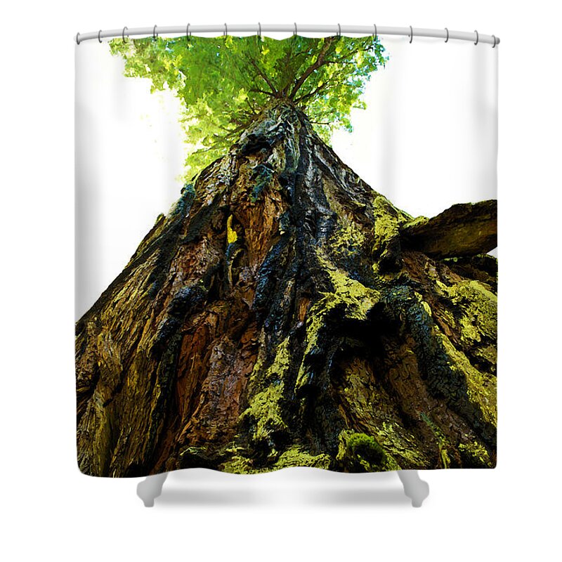 Humboldt County Shower Curtain featuring the photograph Giants of the Earth by Susan Vineyard