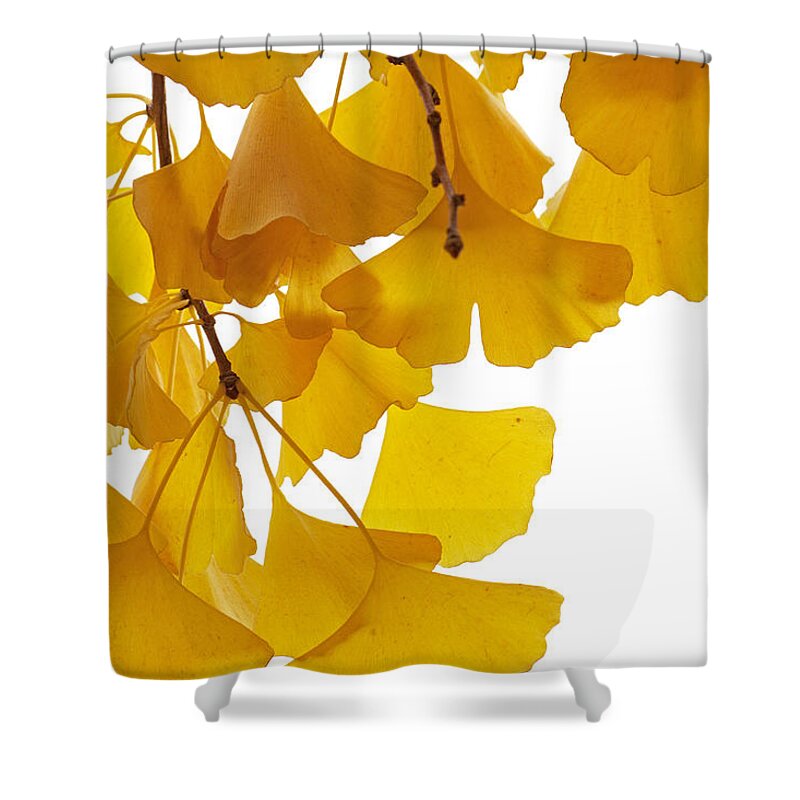 Fn Shower Curtain featuring the photograph Ginkgo Ginkgo Biloba Leaves In Autumn by Aad Schenk