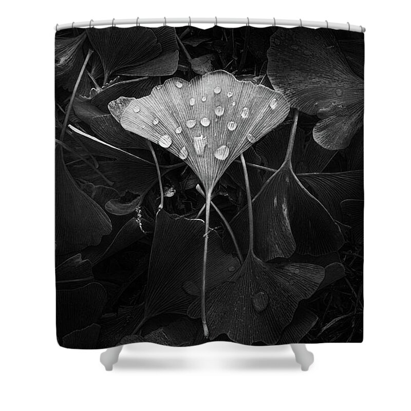 Leaf Shower Curtain featuring the photograph Ginkgo by Scott Norris