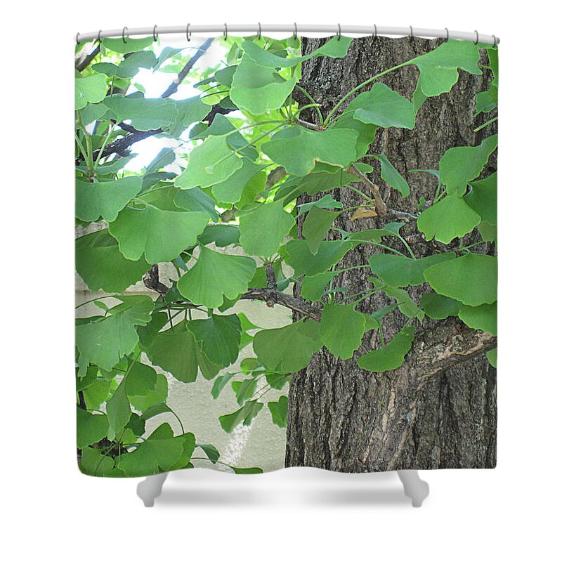 Ginkgo Shower Curtain featuring the photograph Ginko Leaves by Brandy Woods