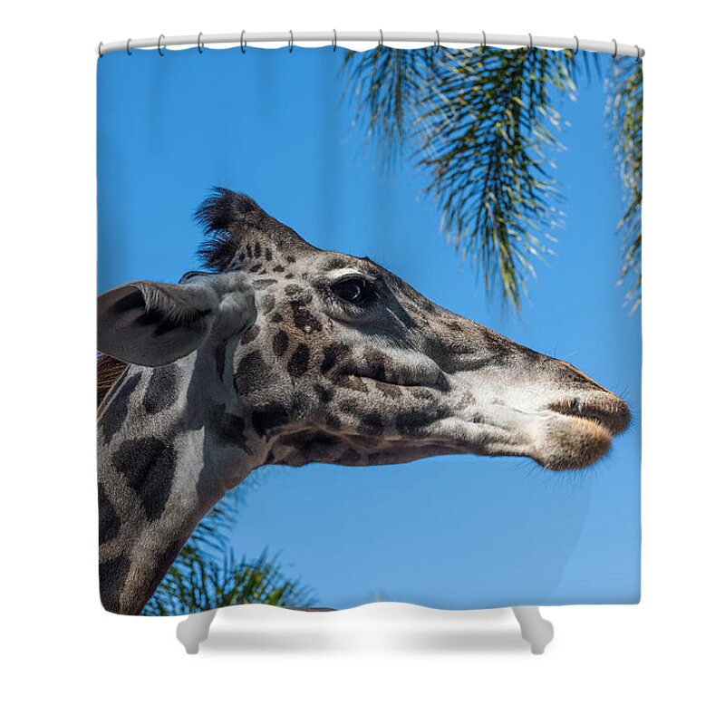 Giraffe Shower Curtain featuring the photograph Giraffe by John Johnson