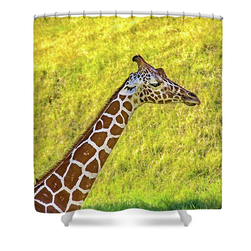African Shower Curtain featuring the photograph Giraffe by Roslyn Wilkins