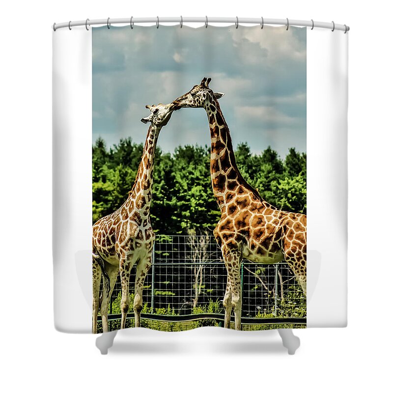 Giraffe Shower Curtain featuring the photograph Giraffes Necking by Karl Anderson