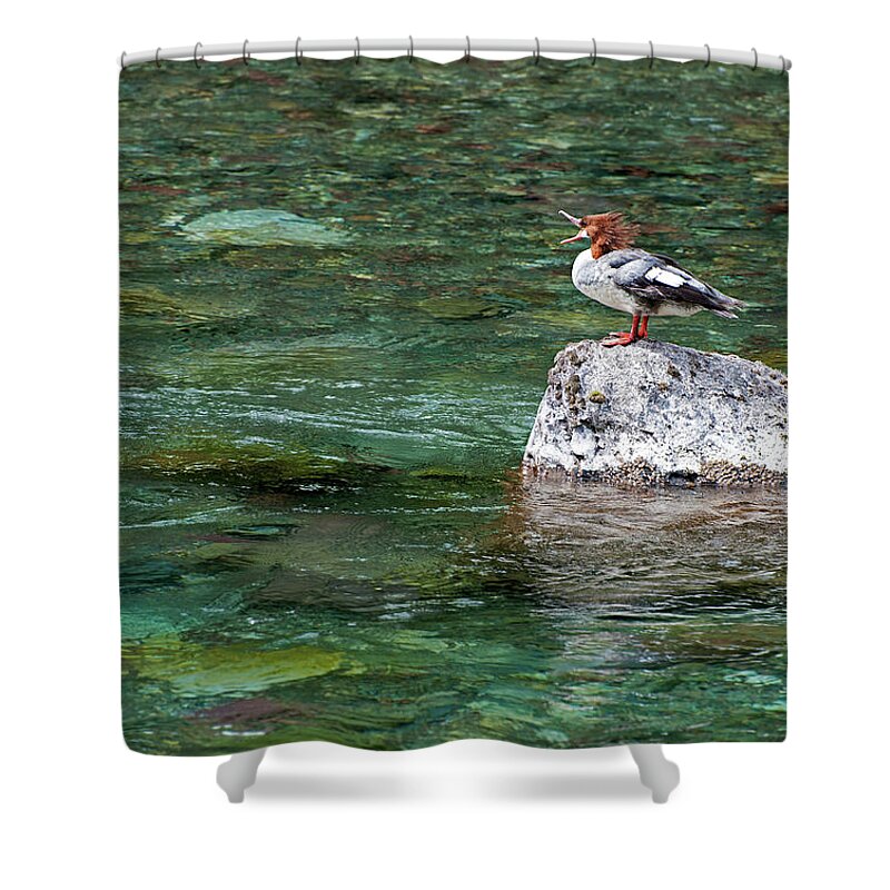 Scenic Shower Curtain featuring the photograph Female Common Merganser by Doug Davidson