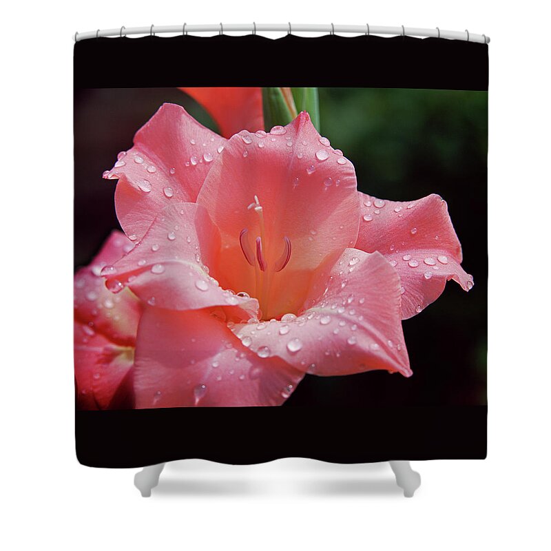 Gladiolus Shower Curtain featuring the photograph Glad All Over by Jim Benest