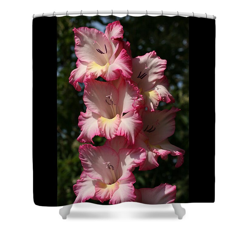 Gladiolus Shower Curtain featuring the photograph Gladiolus Parfait by Tammy Pool