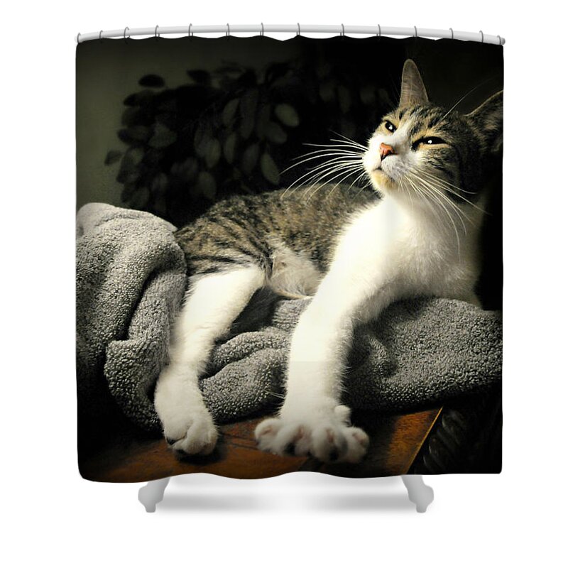 Cat Shower Curtain featuring the photograph Higgins by Diana Angstadt