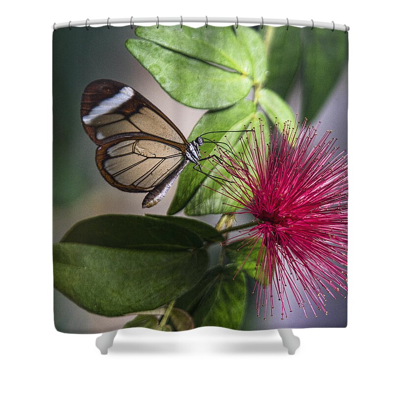 Butterflies Shower Curtain featuring the photograph Glasswing Butterfly on a Fairy Duster by Saija Lehtonen