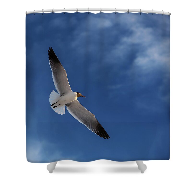 Seagull In Flight Shower Curtain featuring the photograph Glider by Don Spenner