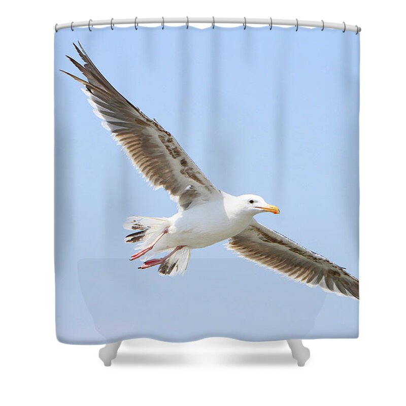Western Gull Shower Curtain featuring the photograph Gliding Gull by Shoal Hollingsworth
