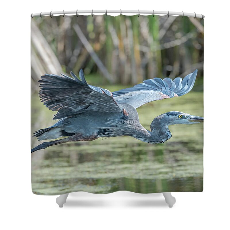 Bird Shower Curtain featuring the photograph Gliding over the wetlands... by Ian Sempowski