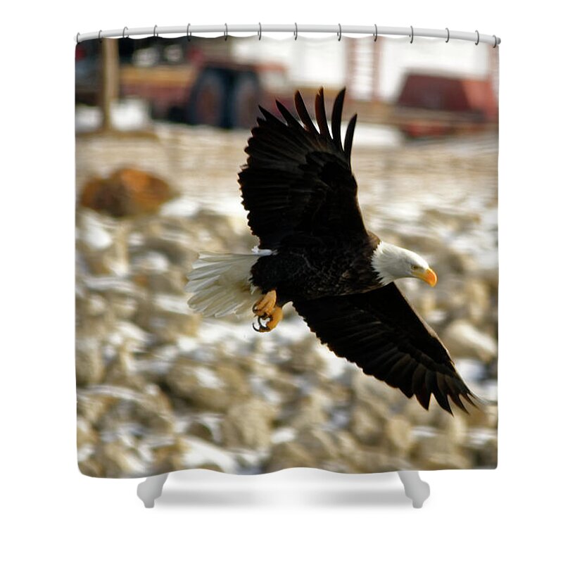 Bald Eagle Shower Curtain featuring the photograph Gliding by Peter Ponzio