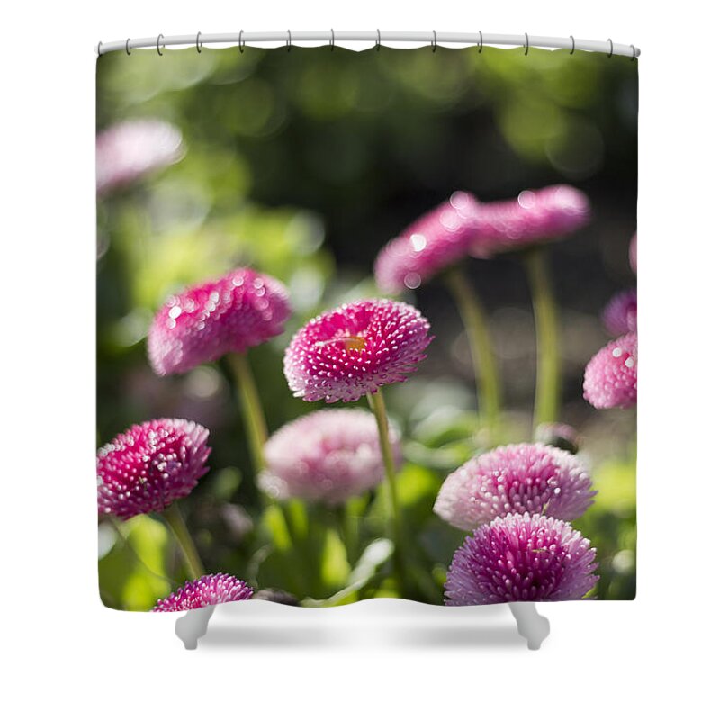 Nature Shower Curtain featuring the photograph Glittering daisies by Helga Novelli