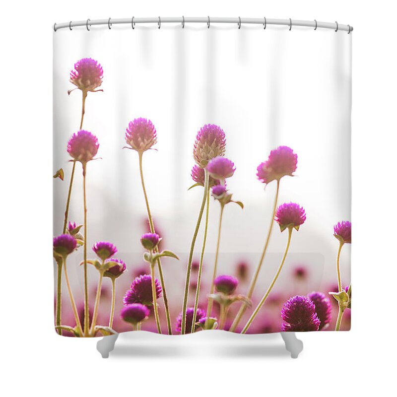 Flower Shower Curtain featuring the photograph Globe Amaranath by Hyuntae Kim