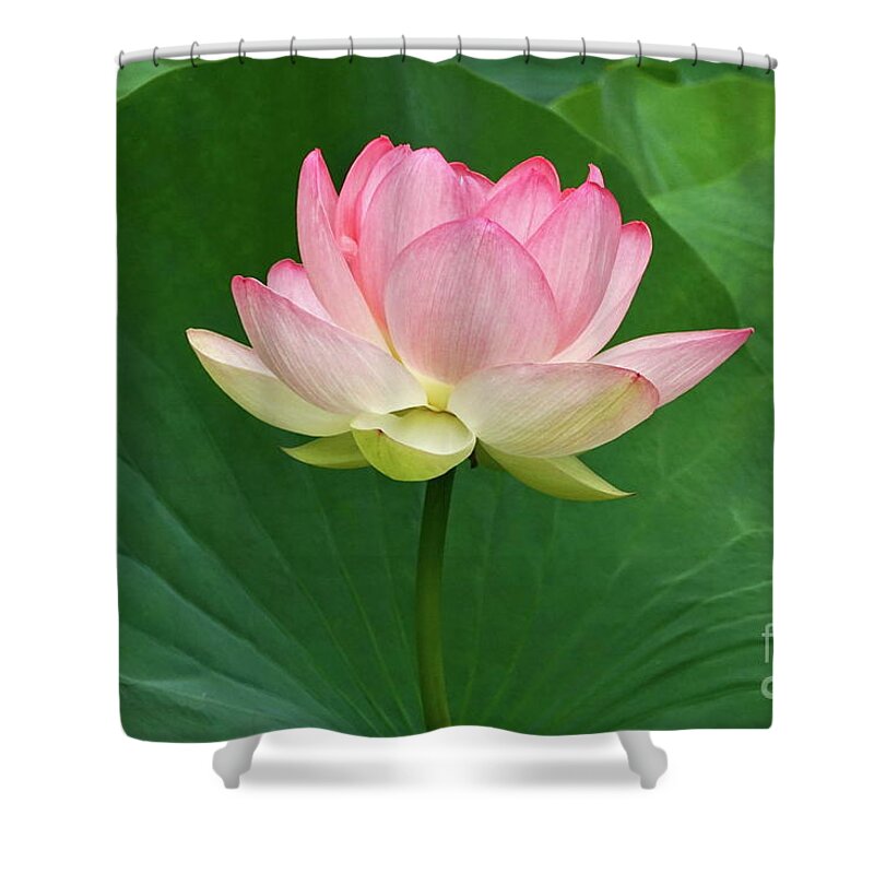 Beautiful Large Lotus Blossom Shower Curtain featuring the photograph Glorious Beauty Of The Lotus by Byron Varvarigos