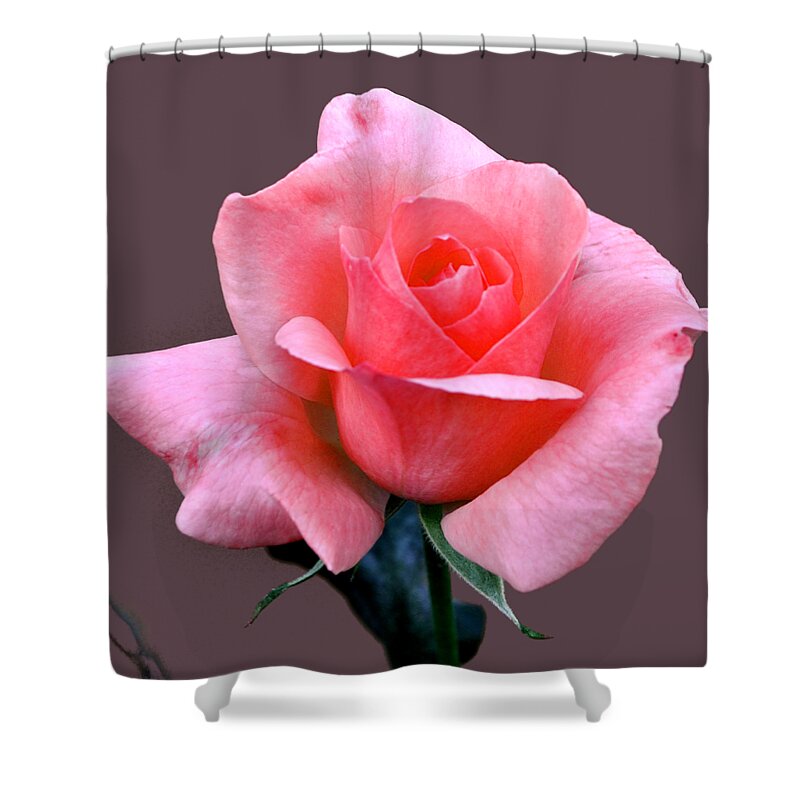 Flower Shower Curtain featuring the photograph Glorious Pink by Jay Milo