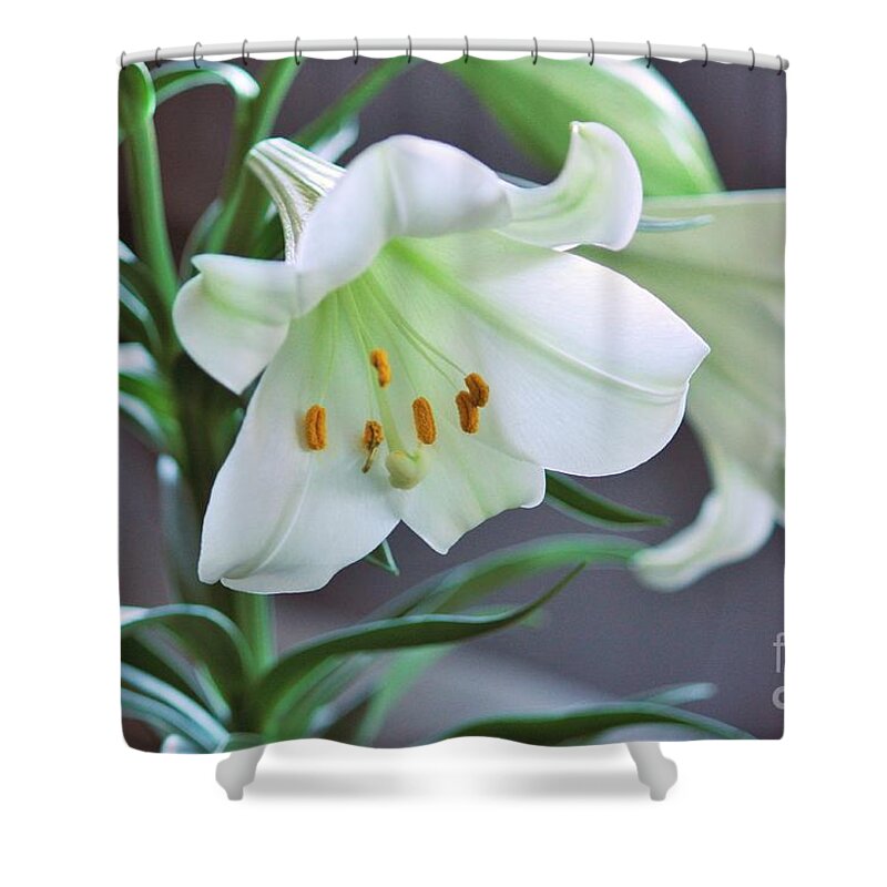 Lily Shower Curtain featuring the photograph Glory Glory by Marcia Breznay