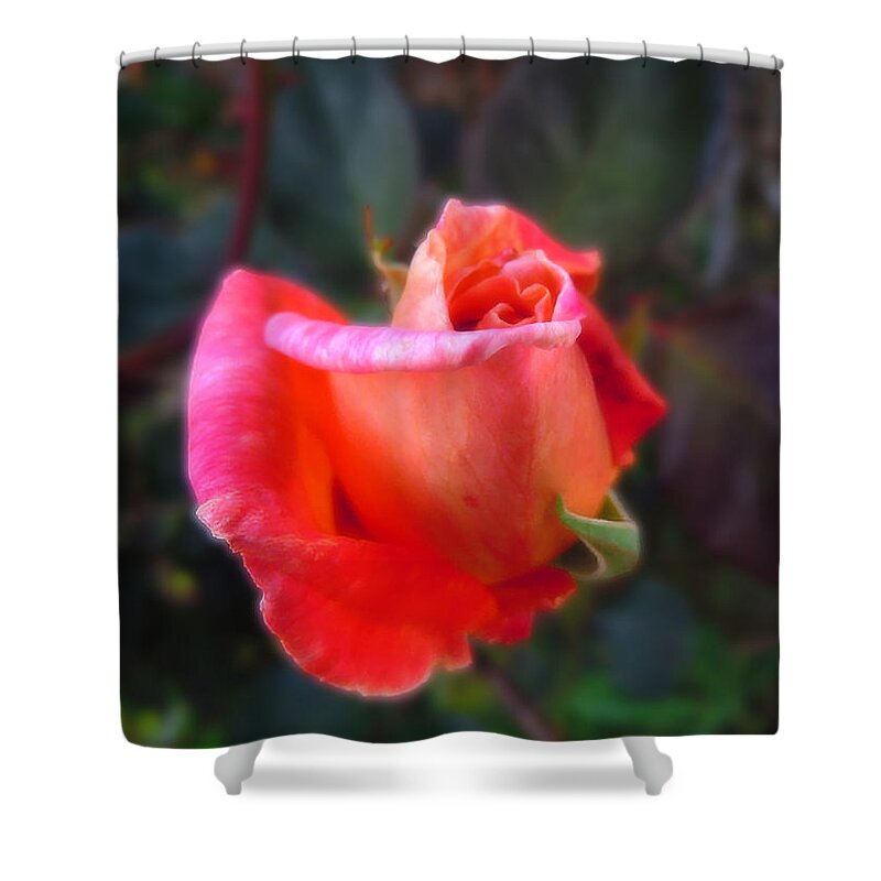 Rose Shower Curtain featuring the photograph Glow Rose by Mark Blauhoefer
