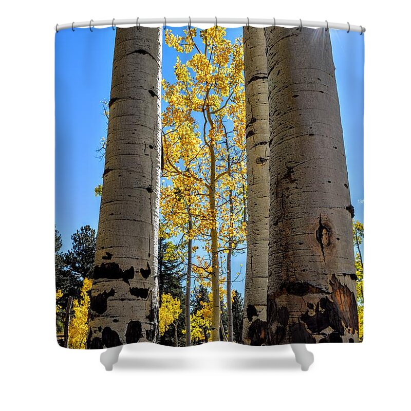 Aspens Shower Curtain featuring the photograph Glowing Grove by Michael Brungardt
