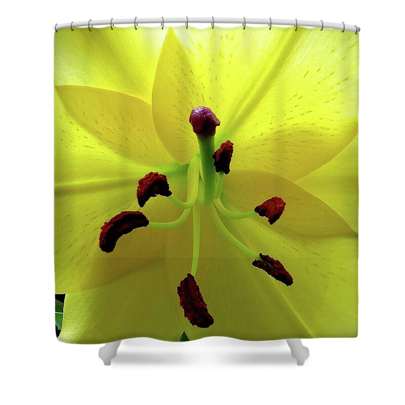 Flower Shower Curtain featuring the photograph Glowing Lily by Linda Stern